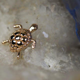 Swimming Turtle